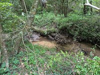 10 Acres Unrestricted Wooded Prop : Gruetli-Laager : Grundy County : Tennessee