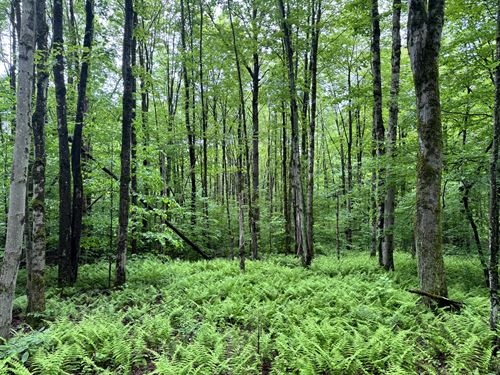 Borders Five Streams State Forest : German : Chenango County : New York
