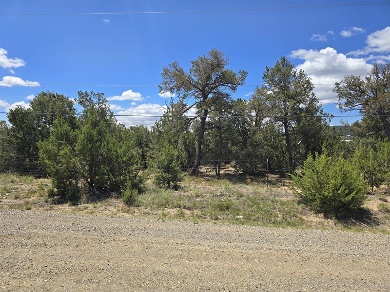 Peaceful NM Lot : Tijeras : Bernalillo County : New Mexico