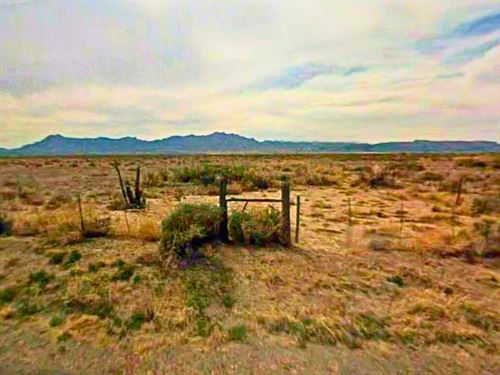 Cactus Dreams & Big Skies : Deming : Luna County : New Mexico