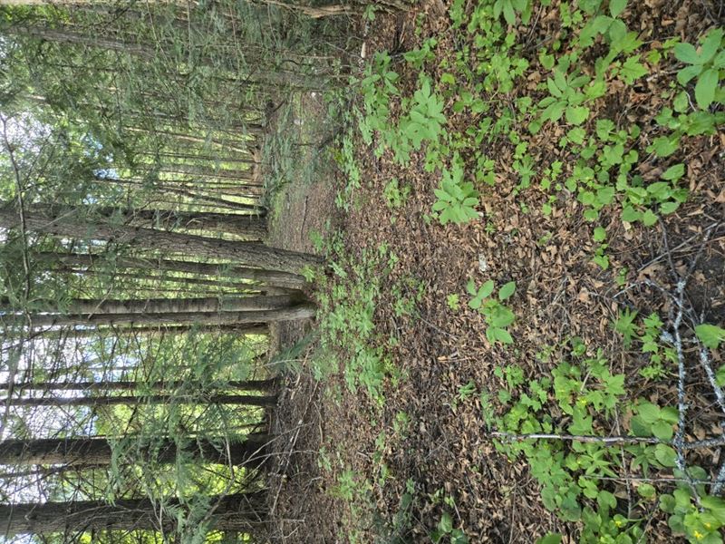 Harvey Creek and Sullivan Lake : Ione : Pend Oreille County : Washington