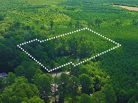 Wooded Hideaway for Your Cabin : Woodland : Northampton County : North Carolina