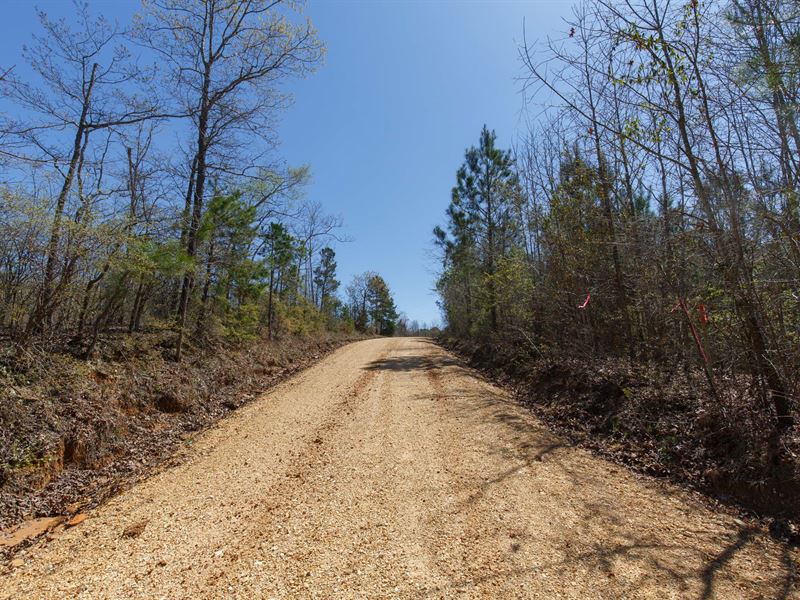 $999 Down/Last Tract in Mississippi : Tishomingo : Tishomingo County : Mississippi