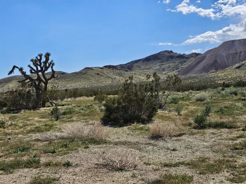 2 Lots Bundled Into One, Only $199 : Gold Town : Kern County : California