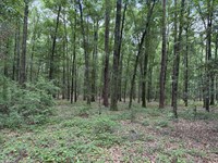 Nine or More : Ariton : Dale County : Alabama