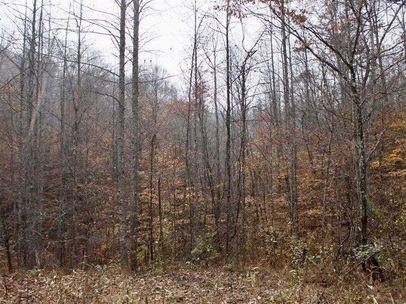 $999 Down Land Near National Forest : Hyden : Leslie County : Kentucky