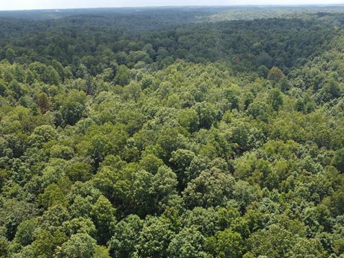 20 Acres of Recreational Timber : Peel : Marion County : Arkansas