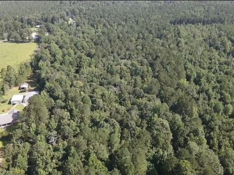 Turkeys and Tines : Brookhaven : Lincoln County : Mississippi