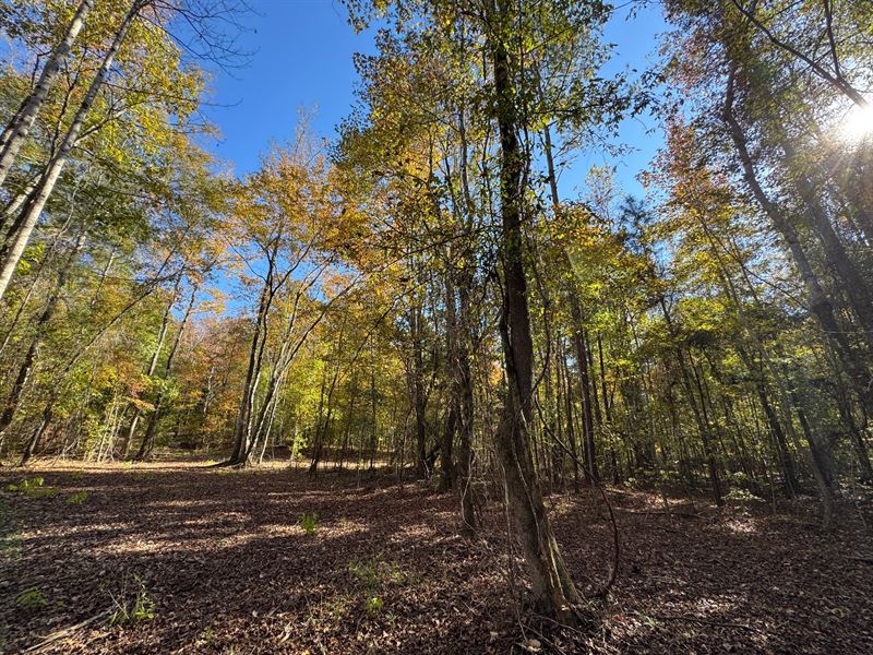 11.42 Acres, Camp Hill, Tallapo : Camp Hill : Tallapoosa County : Alabama