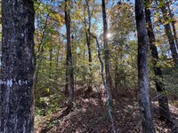 11.42 Acres, Camp Hill, Tallapo : Camp Hill : Tallapoosa County : Alabama