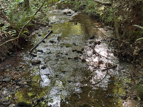 19.37 Acres, Camp Hill, Tallapo : Camp Hill : Tallapoosa County : Alabama