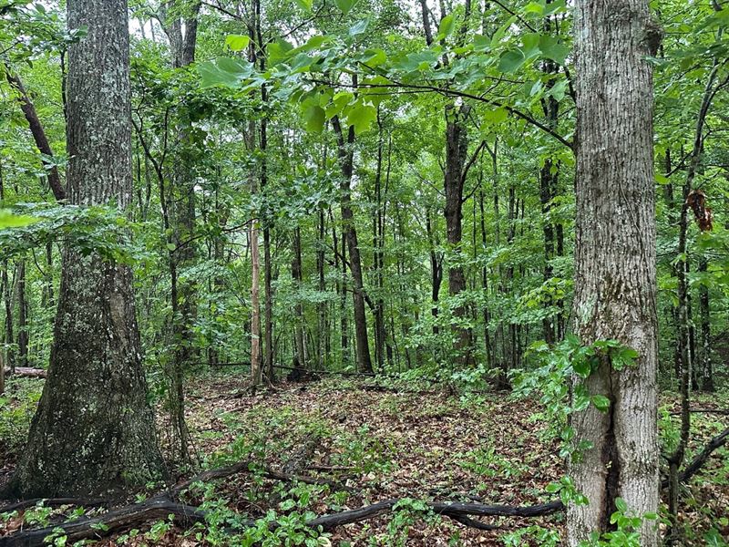 3.97 Acres Unrestricted Property : Palmer : Grundy County : Tennessee