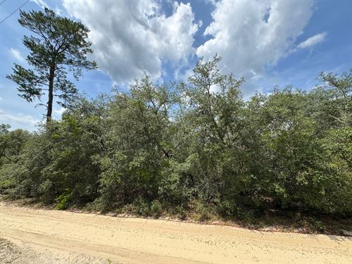Nature Lovers Dream Location : Fort Mc Coy : Marion County : Florida