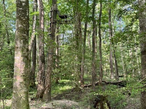 12 Acres in Jonesboro, Louisiana : Jonesboro : Jackson Parish : Louisiana