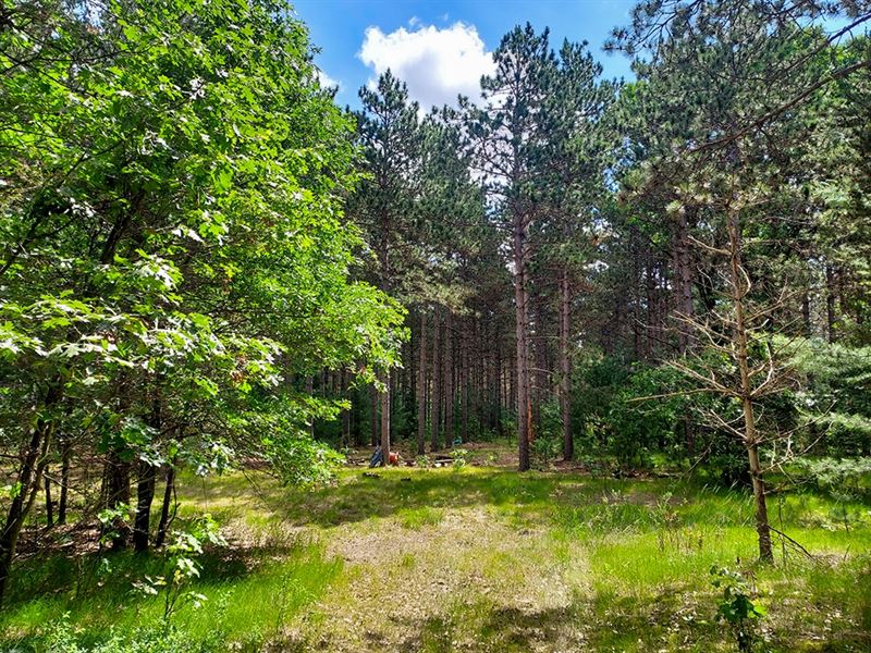 4.63 Acres North of Wis Dells : Adams : Adams County : Wisconsin