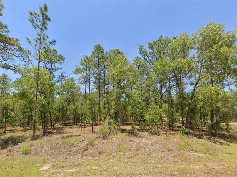 Flat, Buildable Yours for $299 Down : Dunnellon : Marion County : Florida