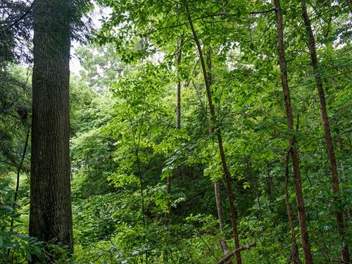 Meacham Rd 8 : Ray : Jackson County : Ohio