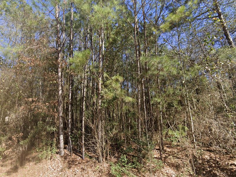 Lake Town Living Lot : Ivanhoe : Tyler County : Texas