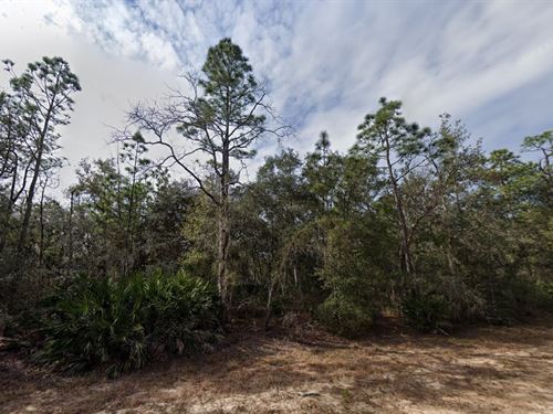 Dirt Road Paradise, $199 Down : Interlachen : Putnam County : Florida