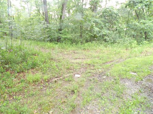 Wooded, Private, Public Water : Pikeville Tn : Bledsoe County : Tennessee