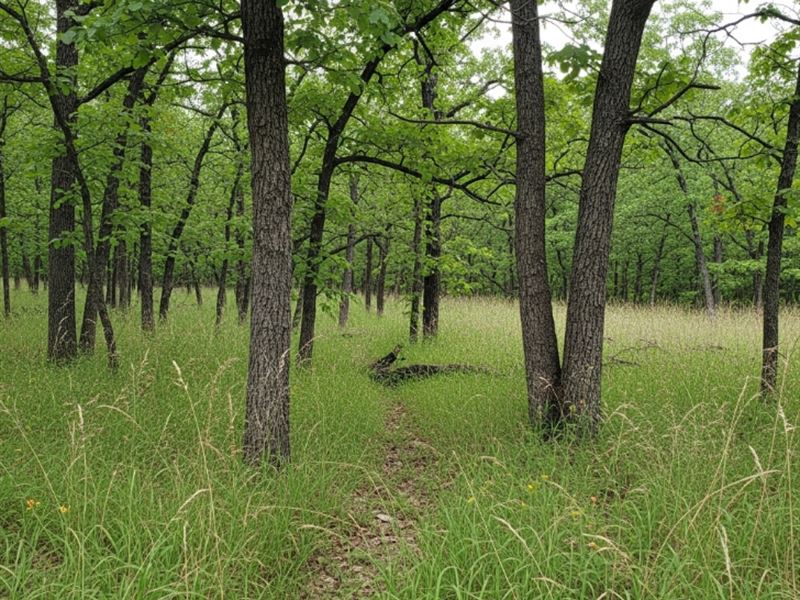 Rolling Hills, Trees, Off Hwy 70 : Hot Springs : Garland County : Arkansas