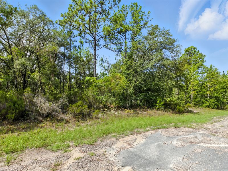 Citrus County FL 0.23 Acres Lot : Pine Ridge : Citrus County : Florida