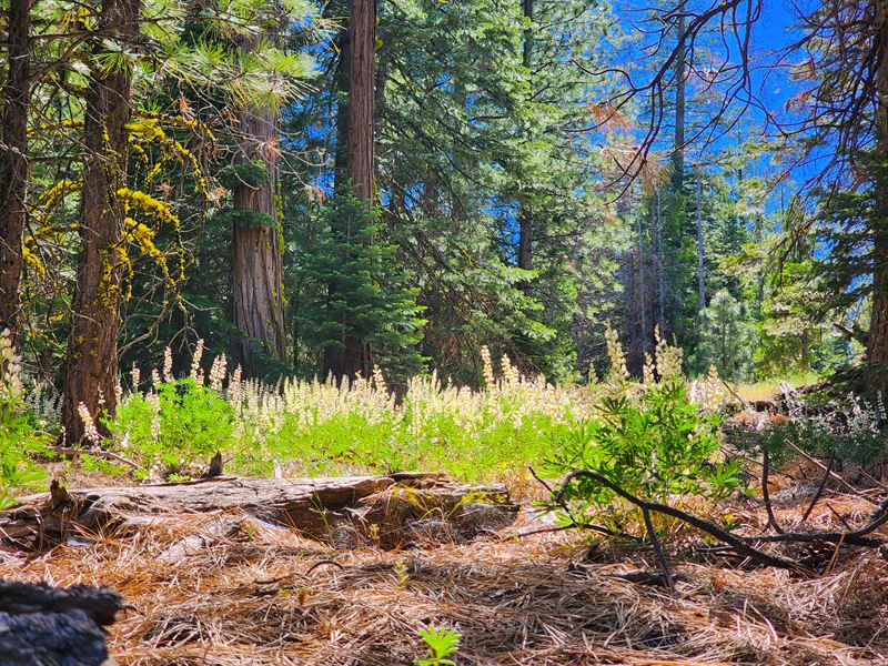 Home with Camping in No Flood Risk : Alturas : Modoc County : California