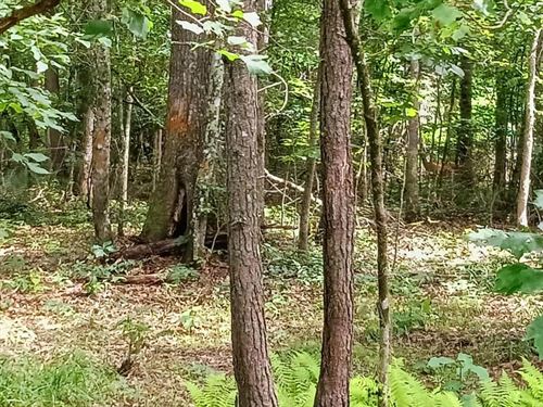Creek, Utilities, Road Frontage : Pikeville : Bledsoe County : Tennessee