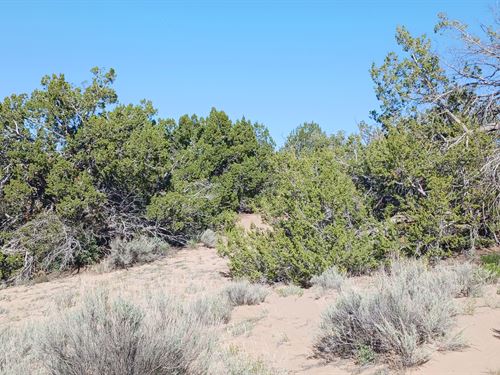 AZ Off-Grid Paradise Only $100 Down : Saint Johns : Apache County : Arizona