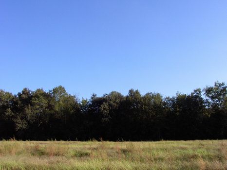 Morris Tract 11.27 Ac Barnwell Co. : Barnwell : Barnwell County : South Carolina