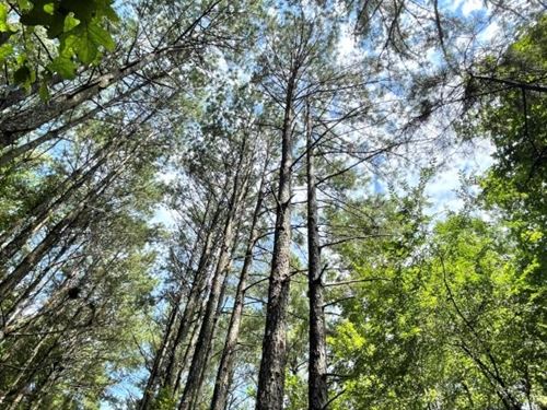 Taliaferro Co. Untouched Timberland : Rayle : Taliaferro County : Georgia