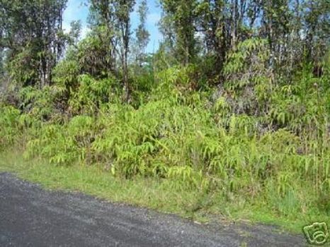 Hawaiian Estates 1 Acre- $39,950 : Kona : Hawaii County : Hawaii