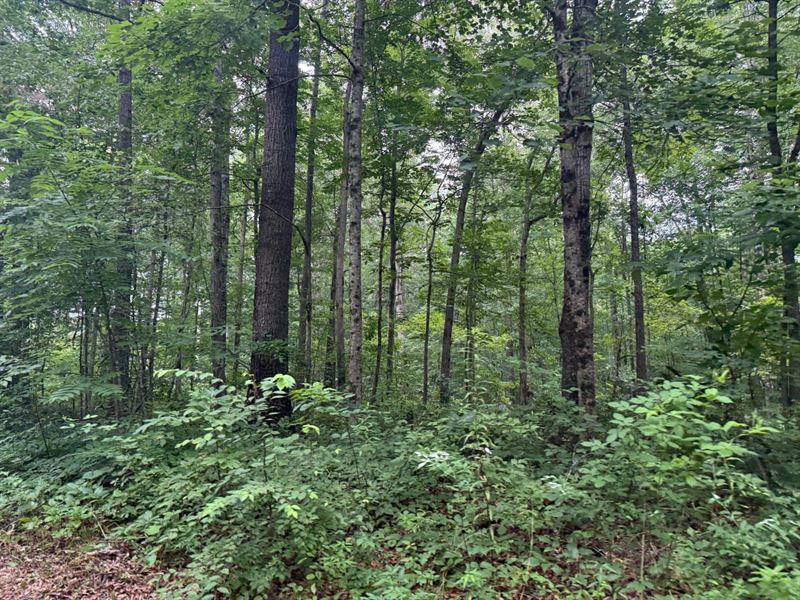 5 Acres Unrestricted Wooded pr : Tracy City : Grundy County : Tennessee