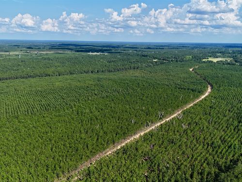 7+/- Acres on Penny Morris Rd : Baxley : Appling County : Georgia