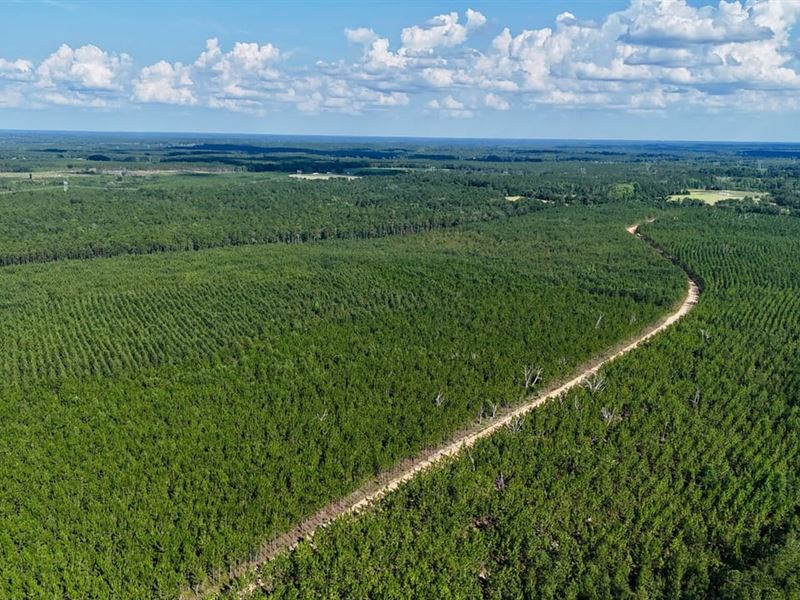 7+/- Acres on Penny Morris Rd : Baxley : Appling County : Georgia