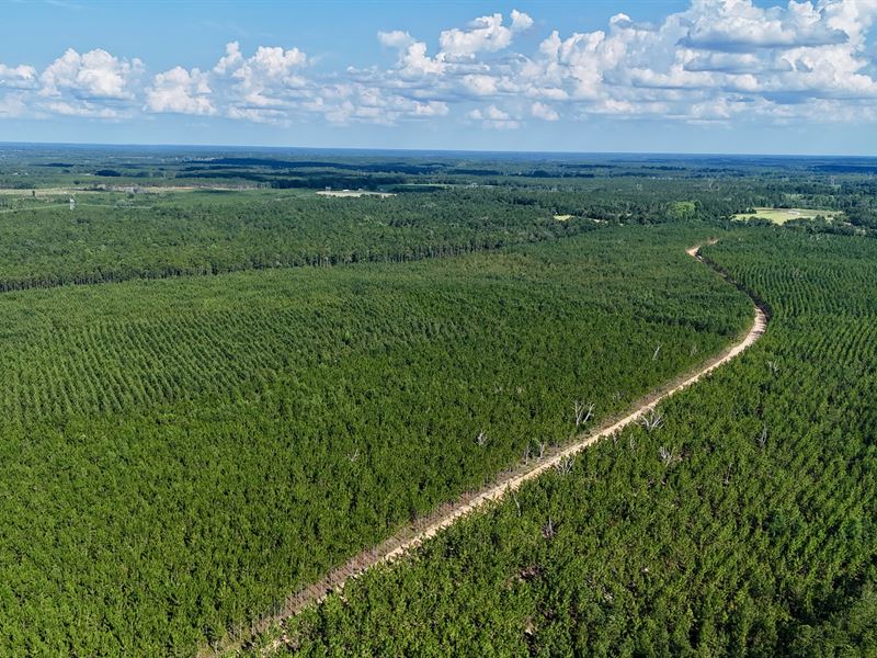 6+/- Acres, Penny Morris Rd : Baxley : Appling County : Georgia