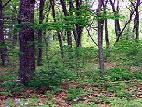 Lots 20 & 21 Block 17 Idlewild : Baldwin : Lake County : Michigan