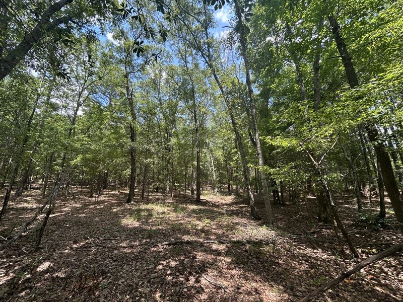 Gilbert Road Tract 2 : Talbotton : Talbot County : Georgia