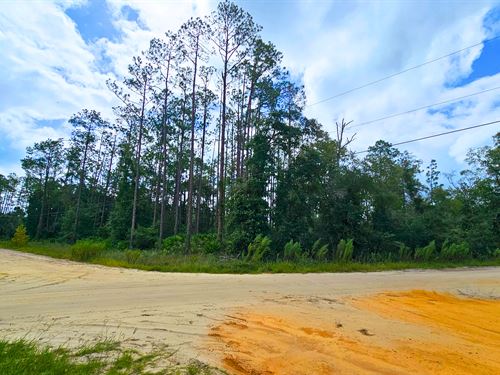 Your Retirement Lot, $210/Mo : Interlachen : Putnam County : Florida