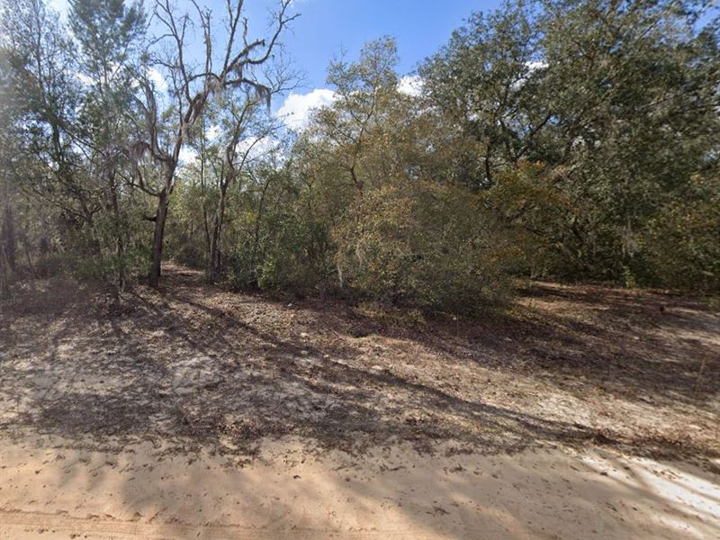 Quiet Lot Near The Lakes : Interlachen : Putnam County : Florida