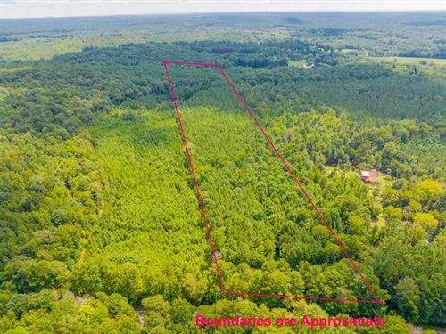 Natural Beauty of Wooded Landscape : Pittsboro : Chatham County : North Carolina