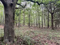 2+ Wooded Acres, Well/County Water : White : Bartow County : Georgia