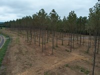 Mount Nebo Mini Farm : Falkville : Morgan County : Alabama