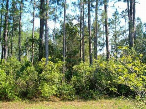 1/4 0.25 Acres -$6,950 : Polk City : Polk County : Florida