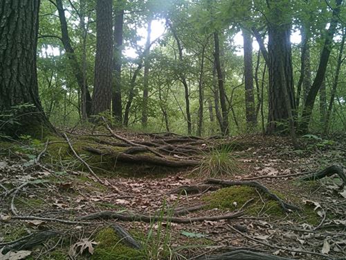 Wooded 10 Acre Lot, Ridgeville SC : Ridgeville : Berkeley County : South Carolina