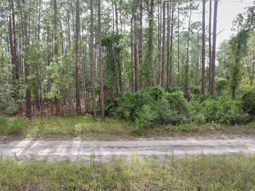 Own Land in Florida for $225/Month : Georgetown : Putnam County : Florida