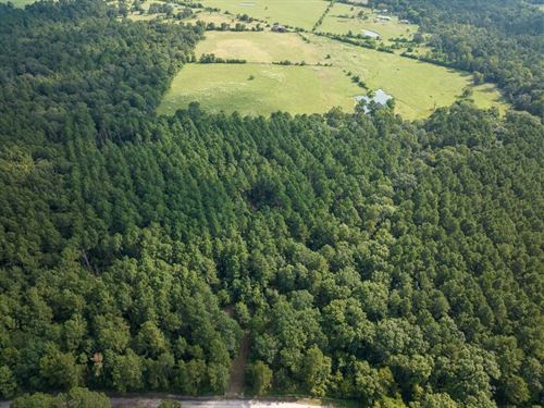 11 Acres, T-9A, Joe Hudson Road : Groveton : Trinity County : Texas