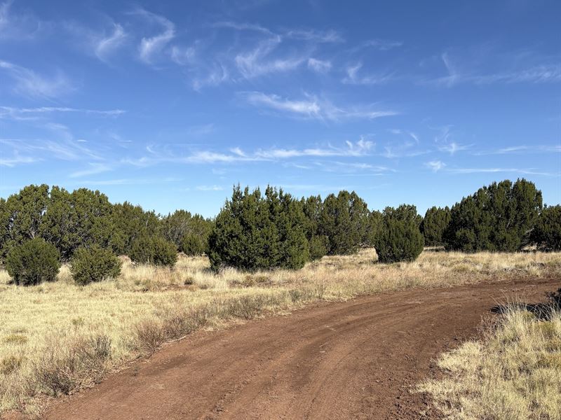 A Little Cowboy in All of Us : Concho : Apache County : Arizona