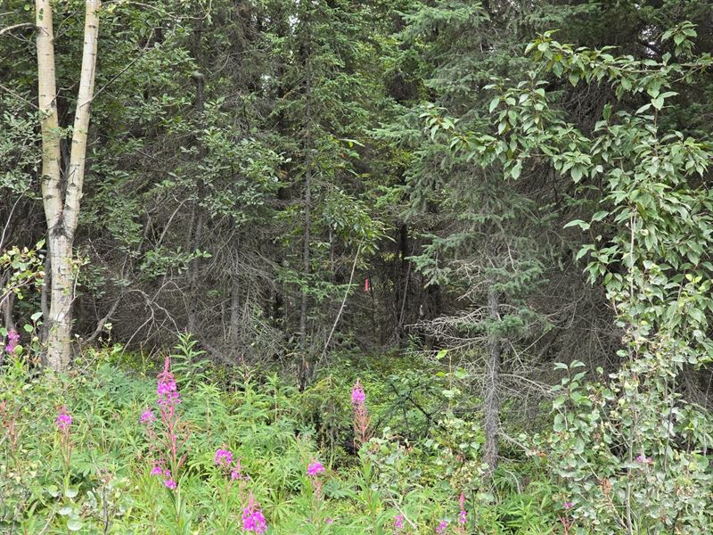1.05 Ac Brown's Lake Lot 7b Blk : Soldotna : Kenai Peninsula Borough : Alaska