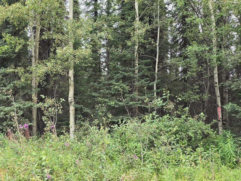 1.05 Acre Lot Browns Lake Rd, Funny : Soldotna : Kenai Peninsula Borough : Alaska